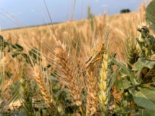 Ουκρανία: Η Τουρκία αγοράζει σιτηρά που κλέβει η Ρωσία από τη χώρα