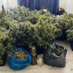 Συλλήψεις εμπόρων ναρκωτικών -«Φυτεία κάνναβης» στον Άγιο Παντελεήμονα