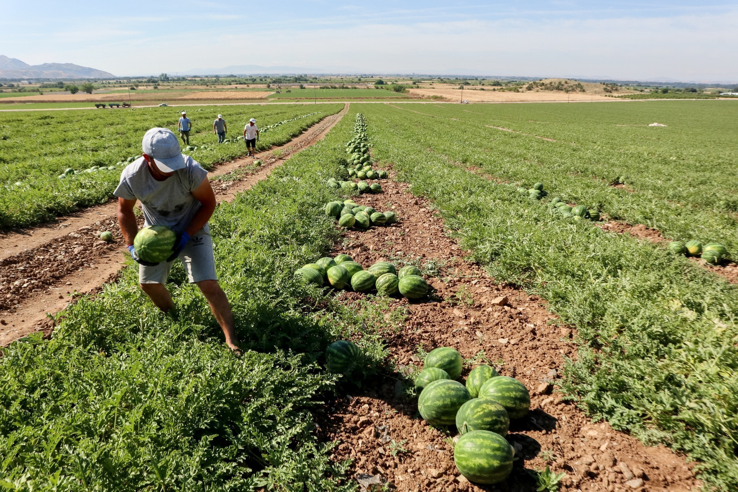 Aγροτικά προϊόντα: Ελλειμματικό για τους πρώτους επτά μήνες του 2022 το εμπορικό ισοζύγιο | Ειδήσεις για την Οικονομία