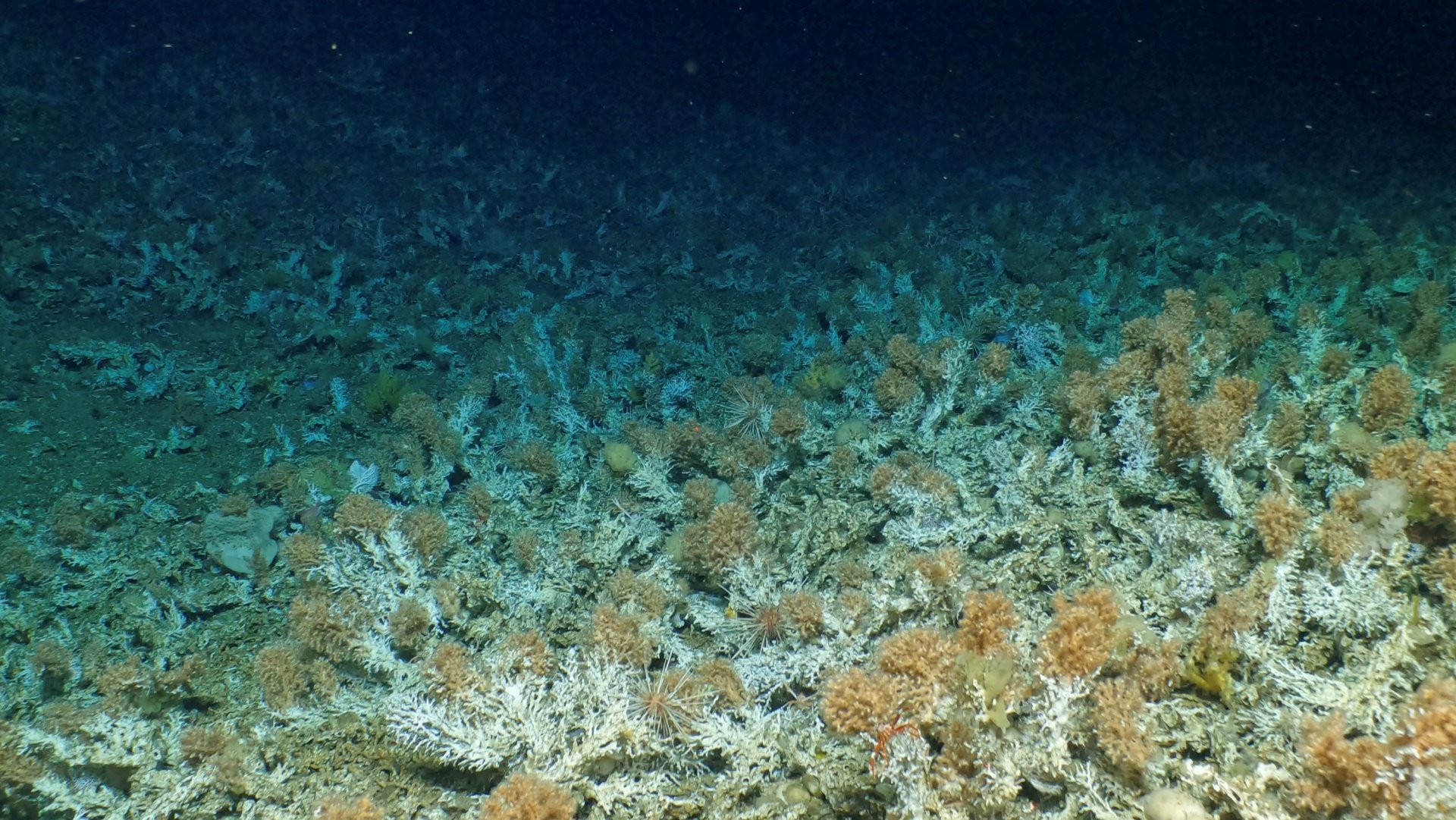 Κοραλλιογενής ύφαλος ανακαλύφθηκε στα νησιά Γκαλαπάγκος (φωτογραφίες)